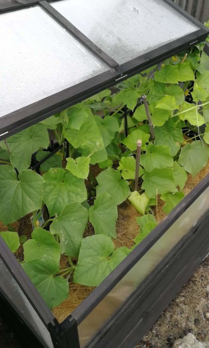 Växthus med gröna blad av gurkplantor som växer i halm under glastak.