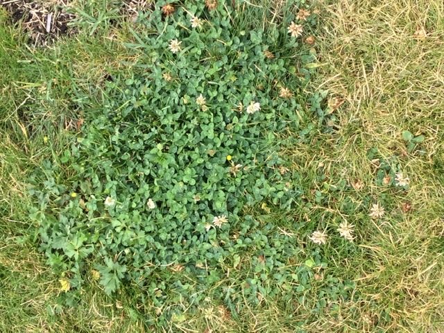 En grönare fläck av växter med några gula blommor i ett fält av gräs.