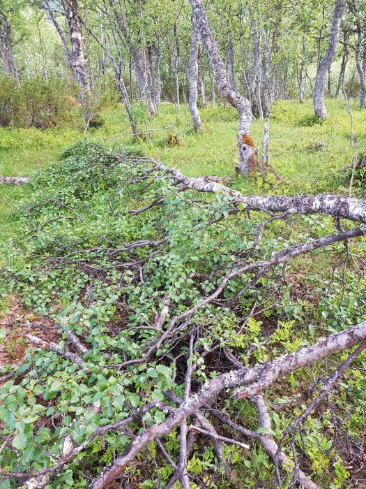 Björk knäckt av snö, hänger vidare med lövverk i en skogsmiljö.