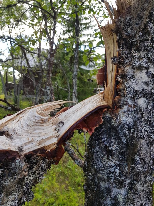 En björkstam knäckt av snön, hänger ihop med en bit näver, omgiven av gröna träd och buskar.