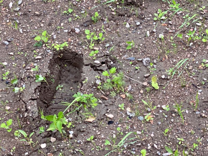 Mjuk och geggig jord med fotavtryck och sparsam vegetation, vilket visar på markens mättnad efter regn.