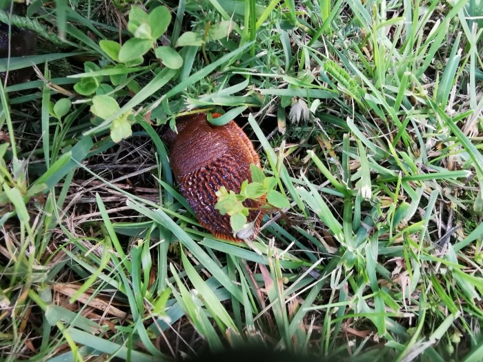 En brun skogssnigel eller möjlig mördarsnigel bland grönt gräs.