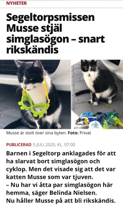 Svartvit katt vid namn Musse med ett par gula simglasögon runt halsen, omgiven av fler simglasögon.