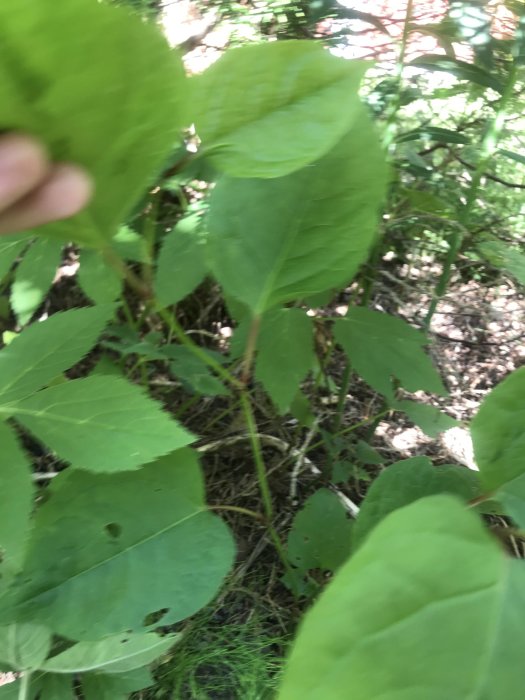 Gröna blad på potentiellt parkslide, suddig bakgrund genom närbild.