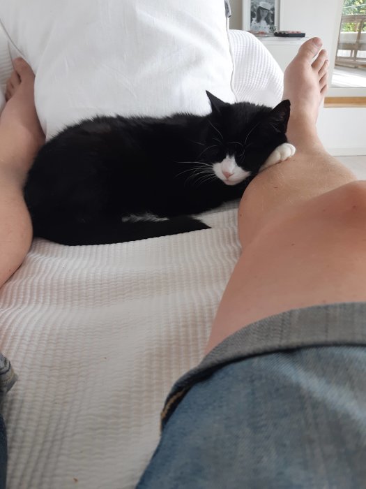 Svartvit katt som vilar intill någons ben på en ljus soffa.