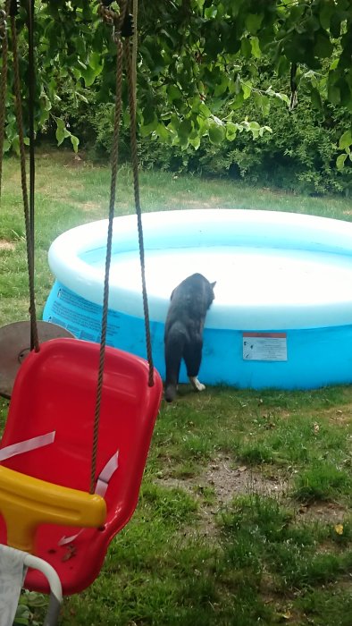 En uppblåsbar pool i en trädgård med en svart katt som dricker vatten och en röd gunga i förgrunden.