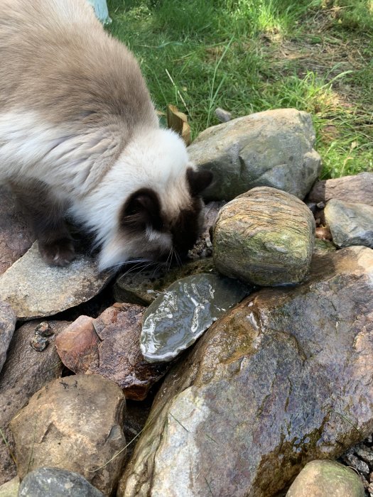 Birman katt dricker vatten från en liten stenfontän utomhus.