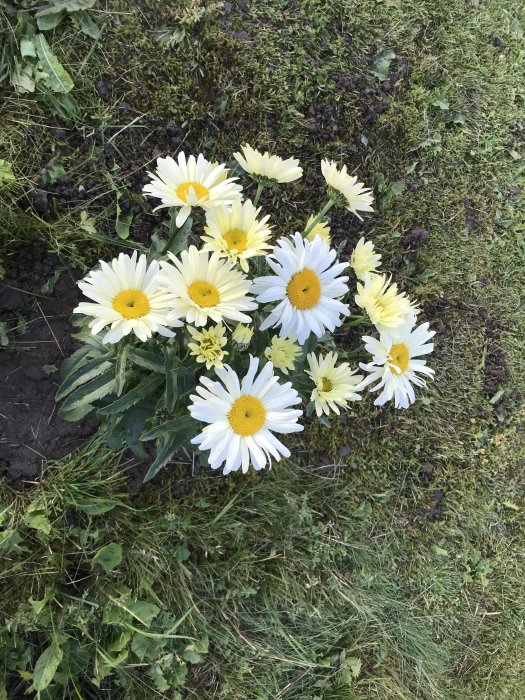 Stora vita blommor som liknar prästkragar i grönt gräs.