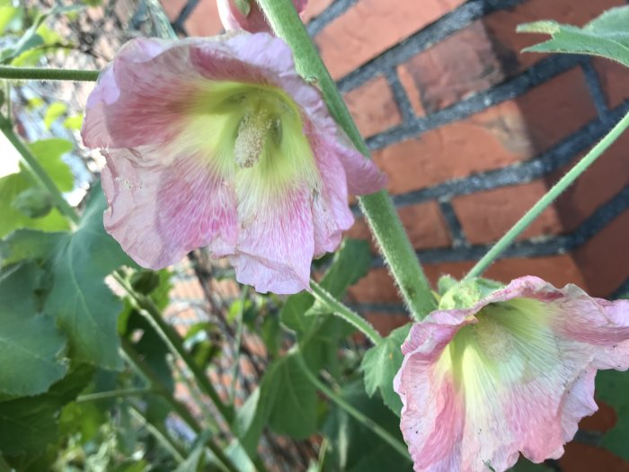 Stora hybrid prästkragar med rosa och gröna nyanser framför tegelvägg.