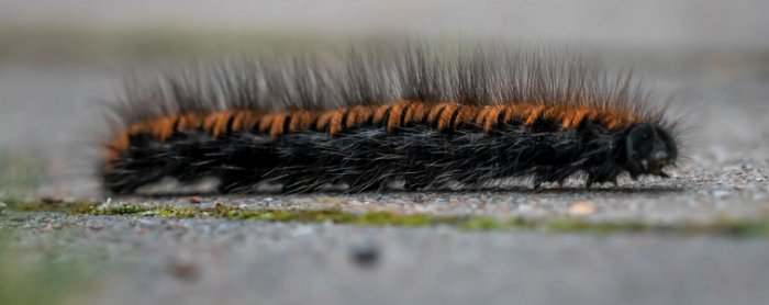 Svart och orange fjärilslarv på marken utan röda inslag i pälsen.