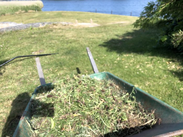 En trädgårdskärra fylld med ogräs framför en gräsmatta och sjö, indikerande trädgårdsarbete mot brist på kalcium.