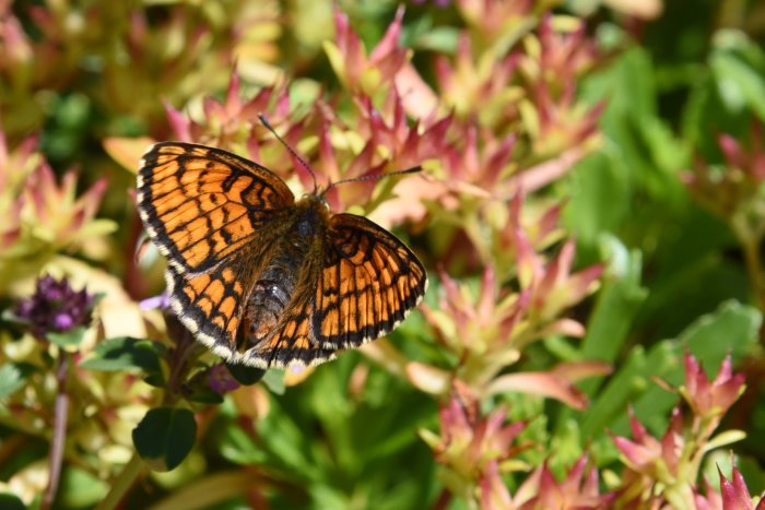 Fjäril med orange och svarta mönster på vingarna sitter på en blommande planta.