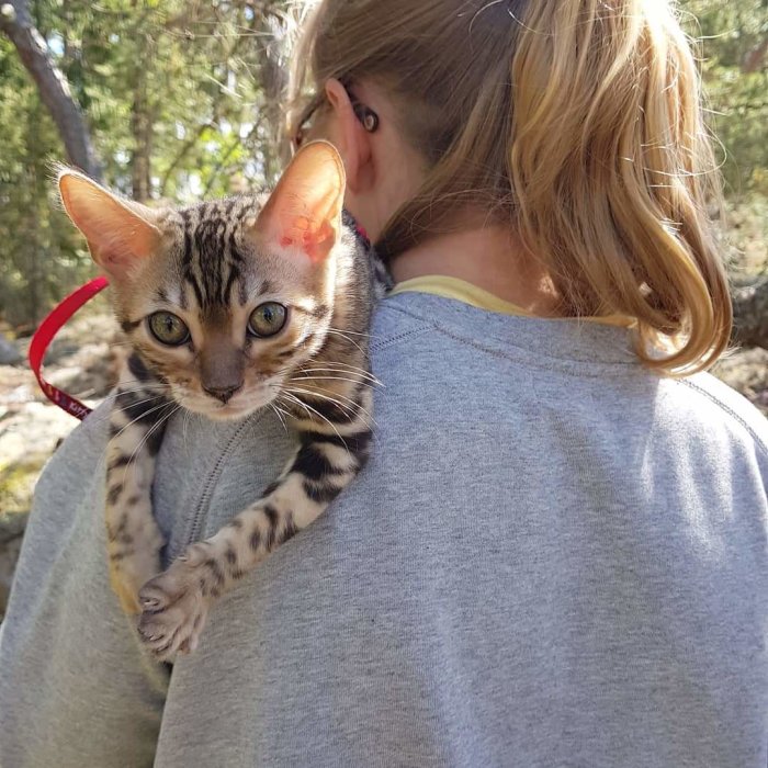 Kattunge som åker snålskjuts på en persons axel under en promenad i naturen.