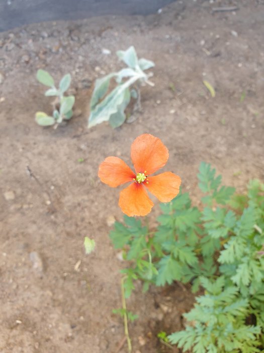 En orange vallmo-liknande blomma med gröna blad, betraktad som ogräs, växer i jorden.