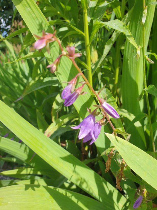 Lila blommor liknande blåklockor och gröna blad, betraktat som ogräs av inläggsskribentens svärmor.