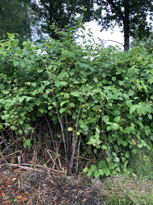 Stort bestånd av kraftiga gröna stammar och täta blad, dominerande i landskapet.