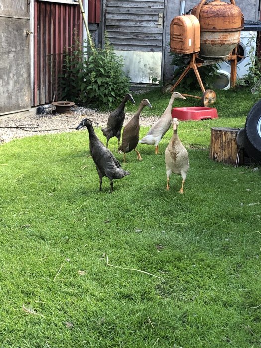 Löpankor i olika färger går på gräsmatta med en röd badbalja och gammal trädgårdsutrustning i bakgrunden.