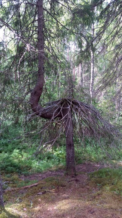 Ett träd med en ovanlig böjd stam och grenar som växer horisontellt i en skogsmiljö.