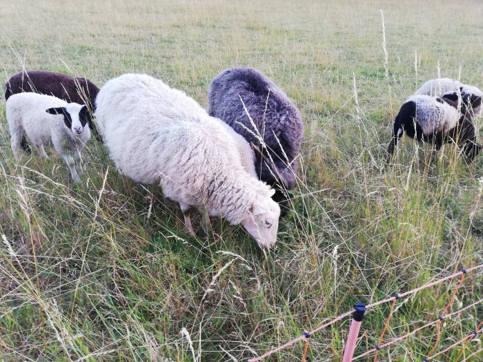 Flock får betar i en hög gräsmatta, vilket hjälper till med gräshantering.