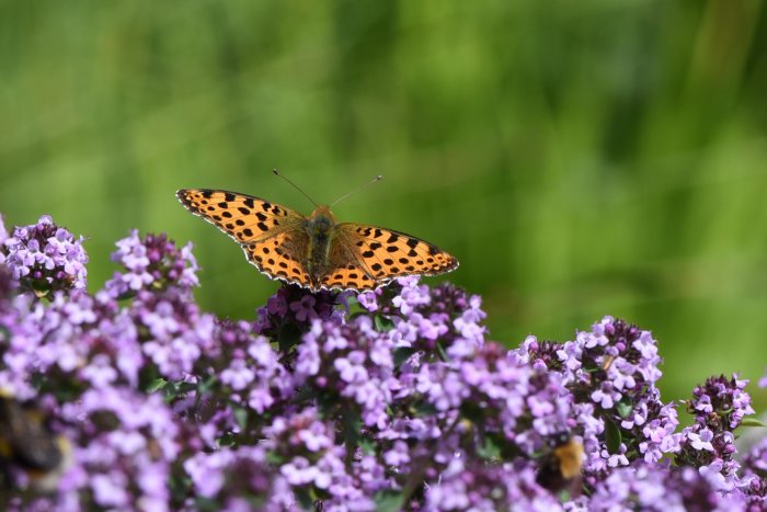 Storfläckig pärlemorfjäril på lila blommor i en trädgård.