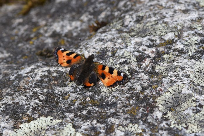 En mindre nässelfjäril med förkrympta vingar vilar på en mossa- och lavtäckt sten.