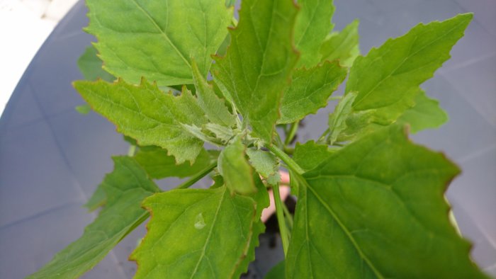 Växt med gröna blad som misstänks vara invasiv, närbild fotograferad utomhus.