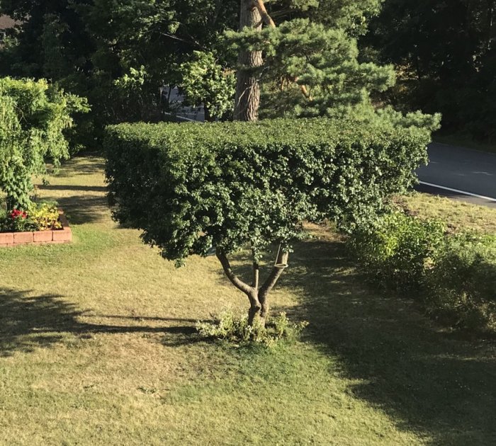 Nyligen beskuret plommonträd med jämn krona i en trädgård nära en väg.