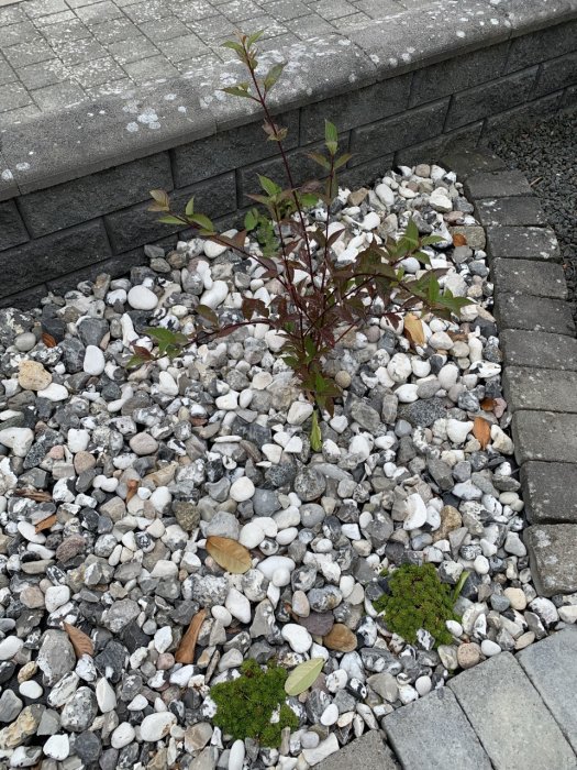 Svart-vit sjösten av mindre storlekar i en plantering med ett ungt träd och mossa, bredvid gråa trottoarstenar.