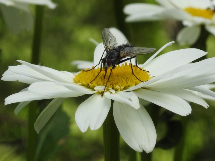 En fluga på en vit blommas gula mitten mot en suddig grön bakgrund.