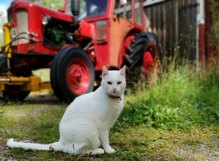 Vit katt med halsband sitter framför röd traktor utomhus.