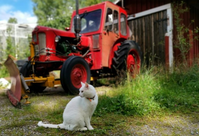 Vit katt vid namn Sot sitter framför en röd traktor utomhus.