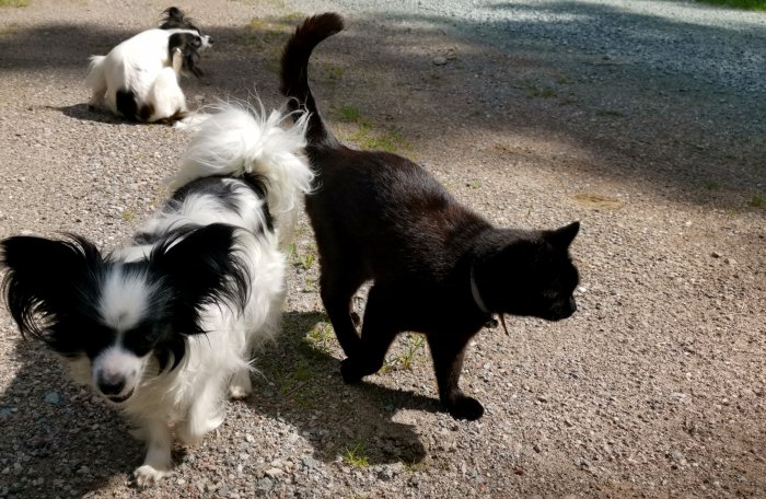 Svart katt som går framför två hundar på en grusväg i solljus.