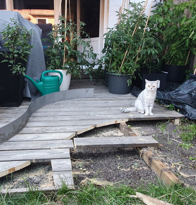 Vit katt sitter på trädäck med demonterade plankor omgiven av krukväxter och en vattenkanna.