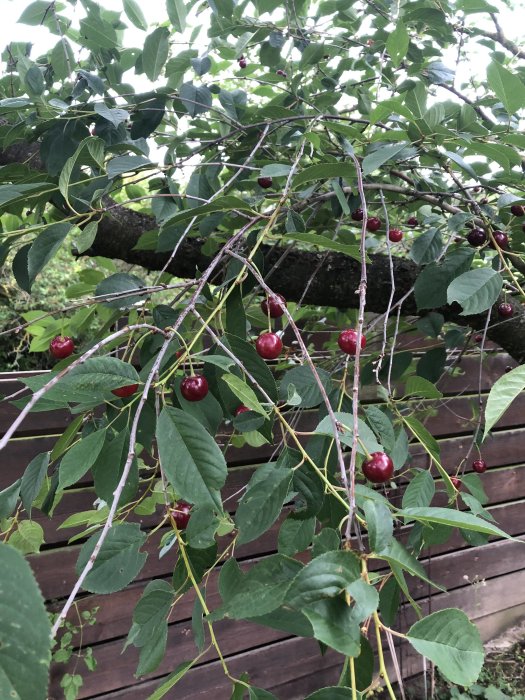 Körsbärsträd med mogen röda körsbär och gröna blad mot en brun träbakgrund.