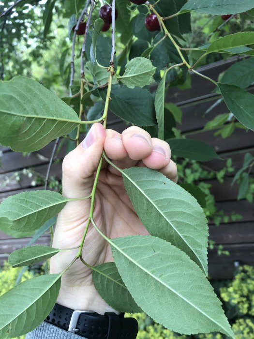 Hand håller en gren av ett körsbärsträd med gröna blad och mogna körsbär i bakgrunden.