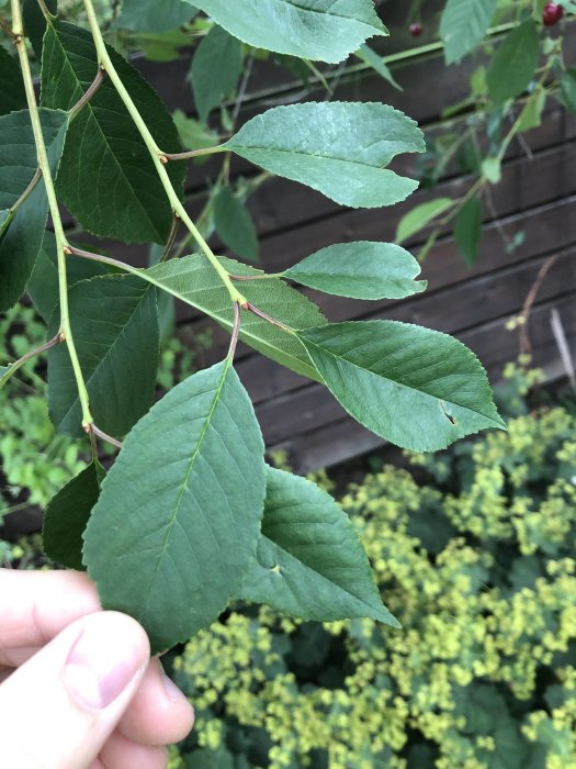 Närbild av en hand som håller ett gren av körsbärsträd med gröna blad mot en suddig bakgrund av växter.