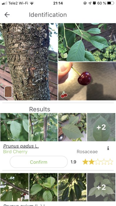 Skärmdump från en mobilapp som identifierar växter, visar bilder av ett körsbärsträds stam, löv och ett bär.