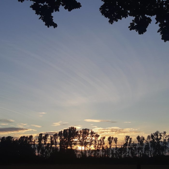 Solnedgång med silhuetter av träd och strimmiga moln mot en aftonhimmel.