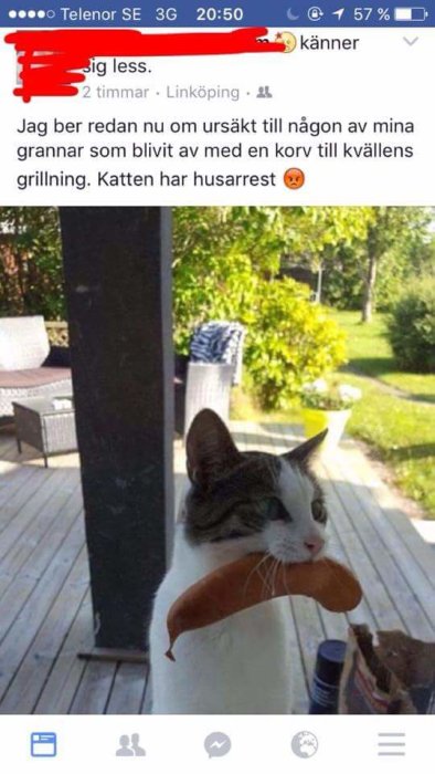 Katt som står på en altan och håller en stulen korv i munnen.