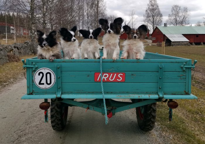 Fem hundar sitter i rad i en blå traktorkärra med ett hastighetsskylt på 20 km/h.