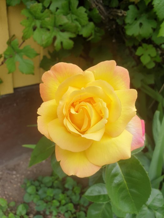 En gul ros med rosa kanter och gröna blad i bakgrunden.