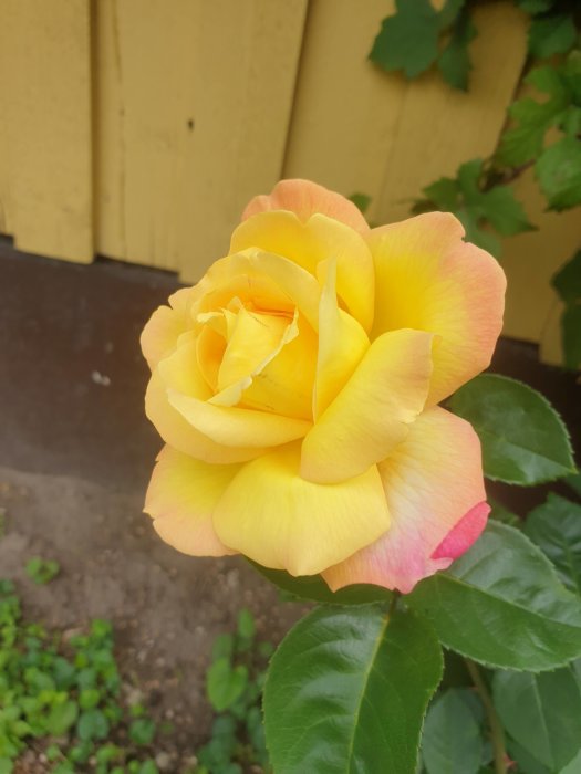 Gul ros med rosa kanter mot en gul träbakgrund och gröna blad.