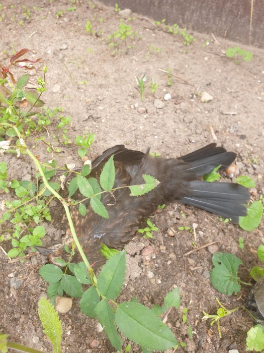 Död fågel på marken bredvid gröna växter och löv.