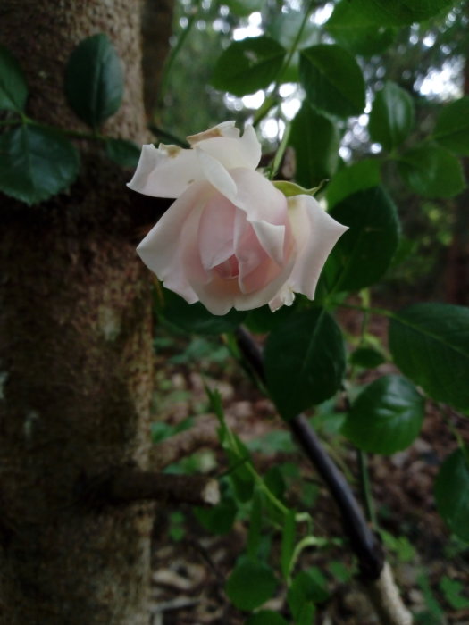 En blekrosa New Dawn-ros som blommar bredvid en trädgren, omgiven av gröna blad.