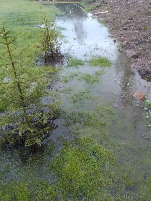 Vattensamling på gräsmatta med överflöd av vatten kring träd efter kraftigt regn.