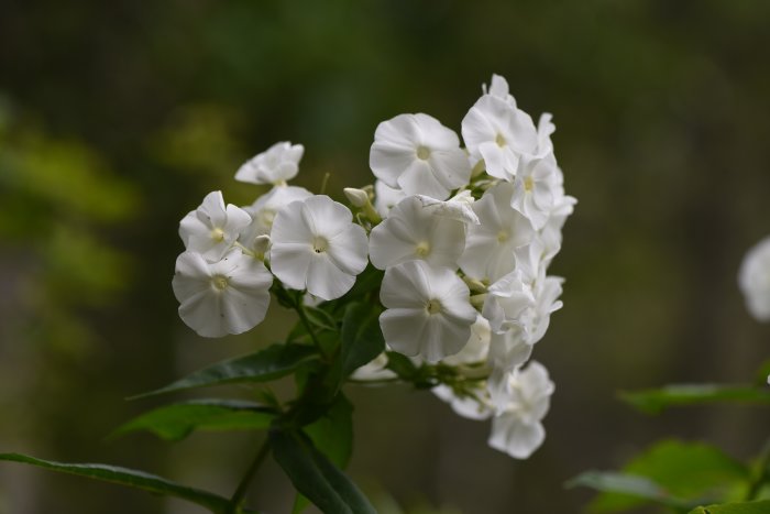 Närbild på vit Höstflox (Phlox paniculata) med fokus på blommornas detaljer mot suddig grön bakgrund.