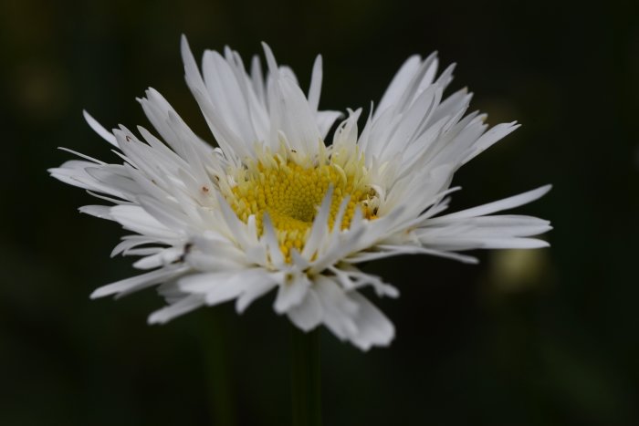 Närbild på blomman Jätteprästkrage 'Snehurka' med vita kronblad och gul mitt.