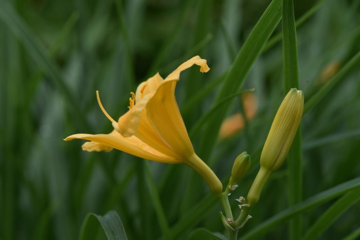 Närbild på blommande daglilja Hemerocallis 'Stella de Oro' med gult kronblad och knoppar.