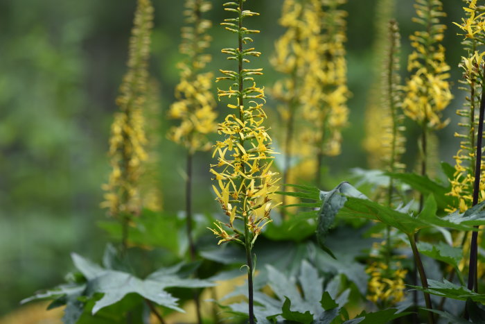 Närbild av gula blomställningar av växten Spirstånds Ligularia przewalskii med gröna löv i suddig bakgrund.