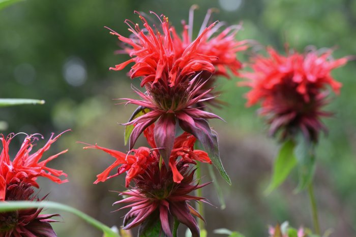 Macrofoto av temynta 'Monarda Cambridge Scarlet' med distinkta röda blommor och purpurfärgade blad.